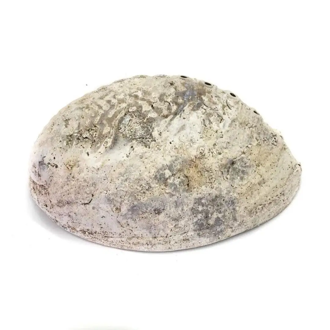 Raw Clean Dry Paua Abalone Shells Blue Green Abalone Shell for Sage Smudging Kits Cheapest Price
