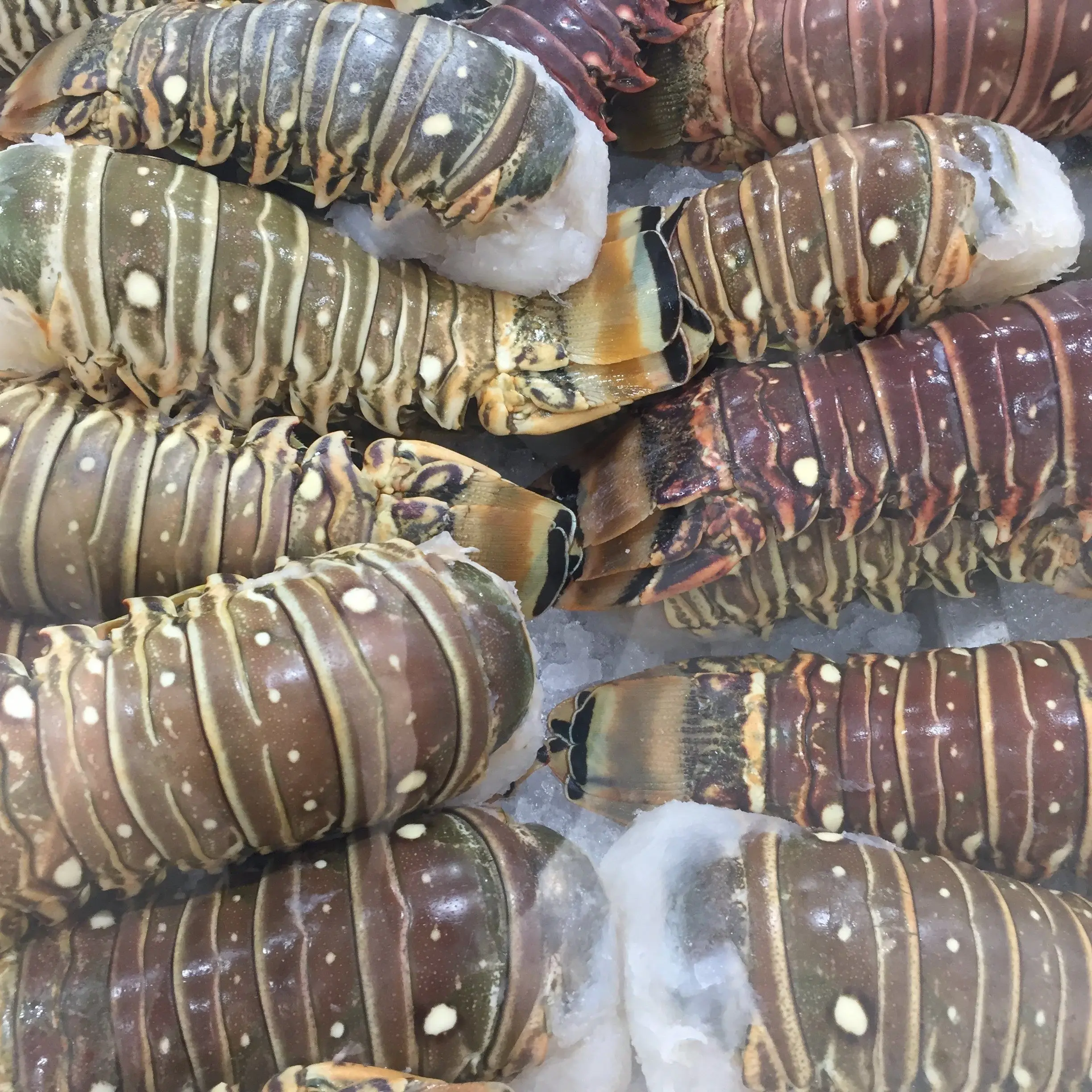 Fresh Live Lobster Wholesale Live Canadian Lobsters Live Boston Lobsters Seafood Products