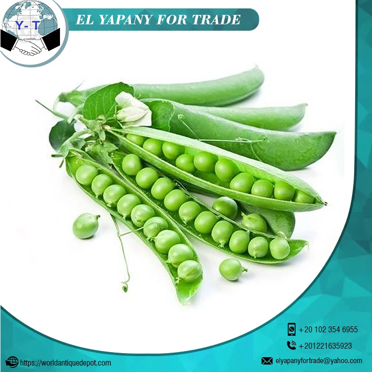 High Quality Organic Green Fresh Peas For Sale Buy Green Peas Fresh Green Peas Newly Harvested