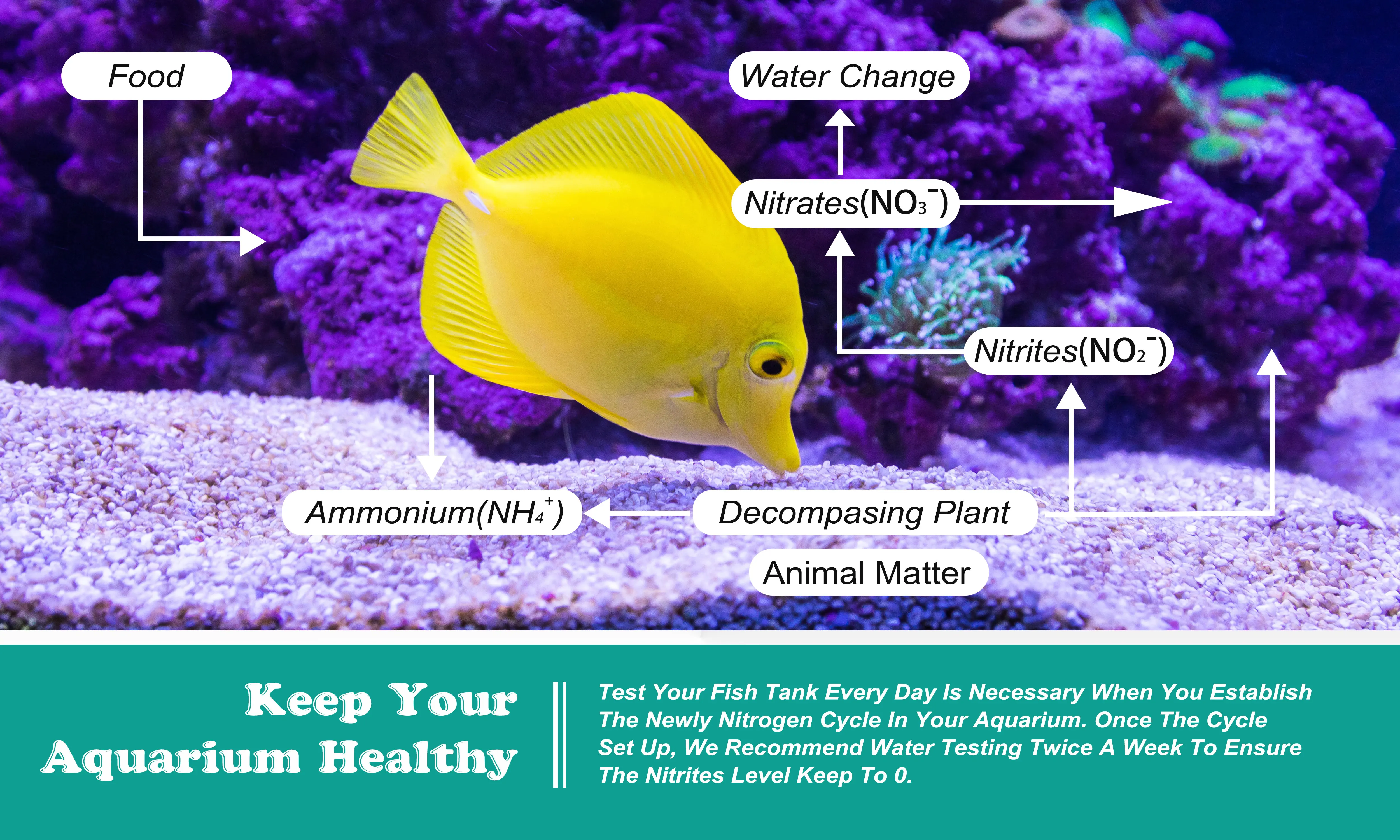 6 In 1 Aquarium Test Strips 100 Strips Fish Tank Test Kit For Testing