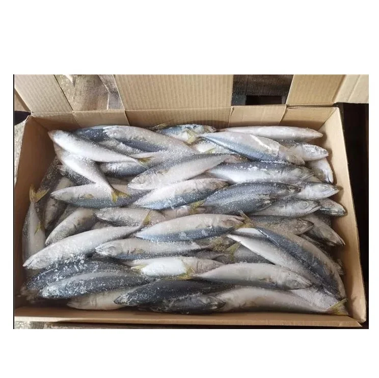 Spanish Horse Mackerel Price Fresh Catch Frozen Pacific Mackerel Fish