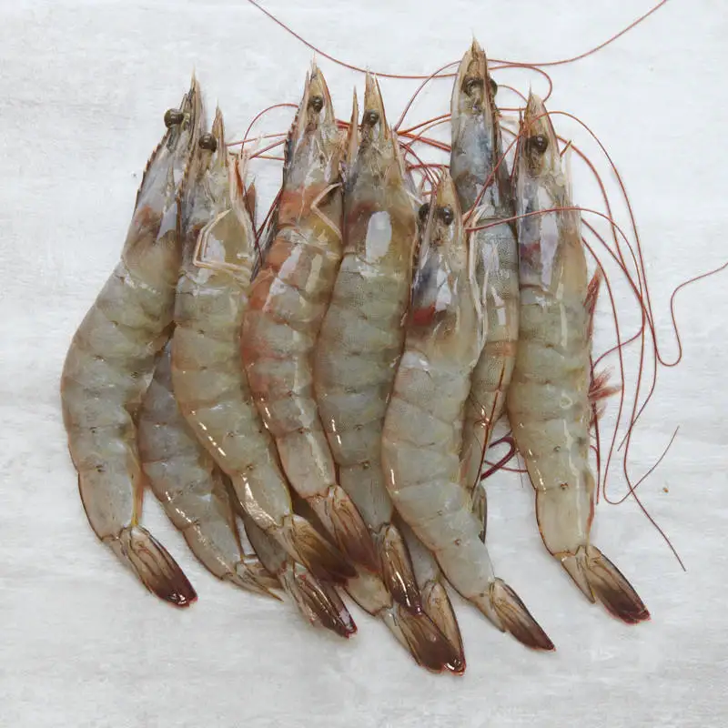 Frozen White Shrimp Vannamei Species Code Wtsh Block 1.0 Kgs X 6 Per ...