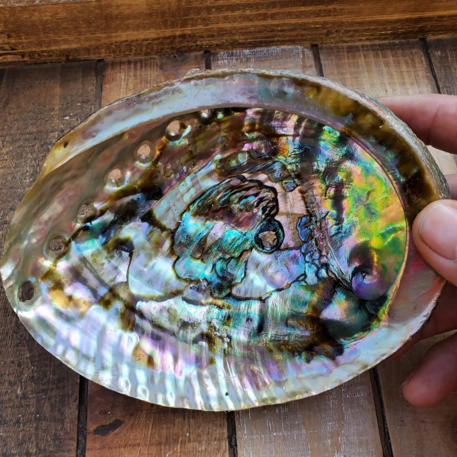 Dried Green Blue Paua Shell Natural Clean Raw Unpolished Wholesale Cheapest Price Australian Abalone Shells for Sale