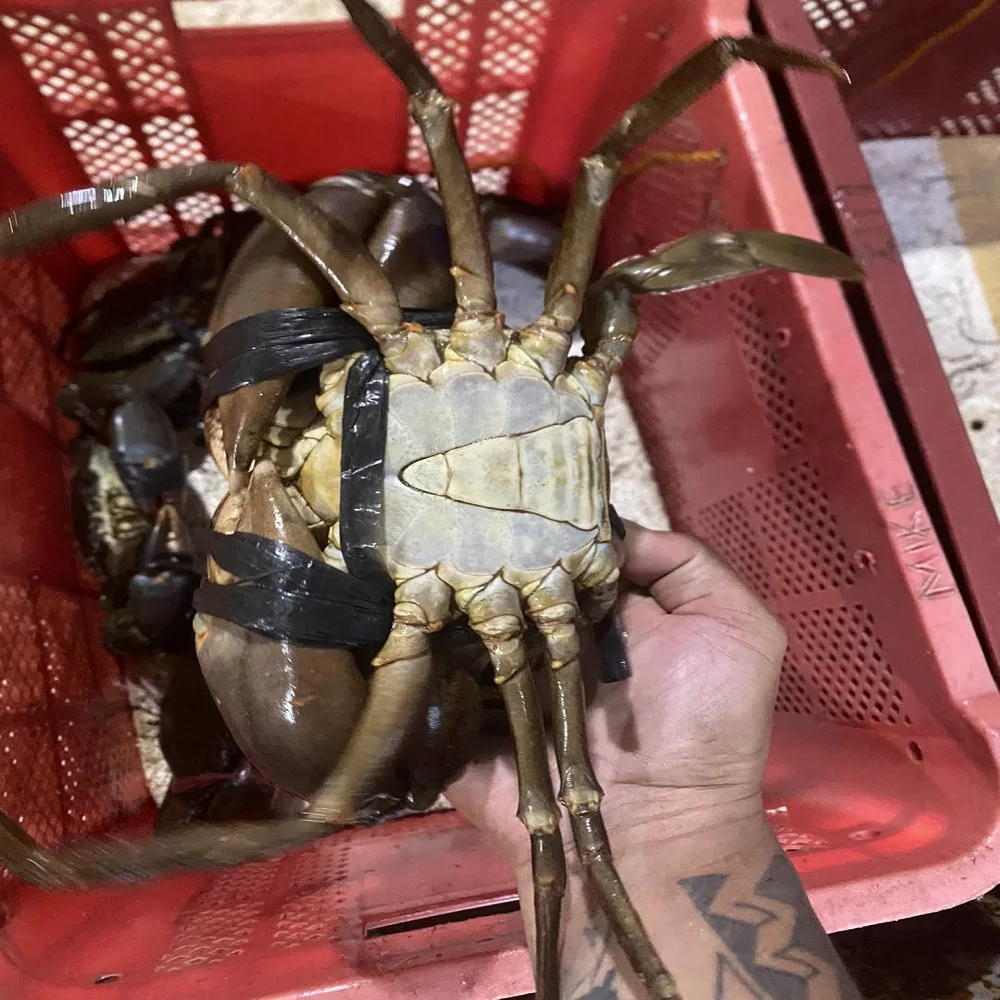 Fresh Red King Crab Fresh/frozen/live Red King Crabs - Buy Crab King