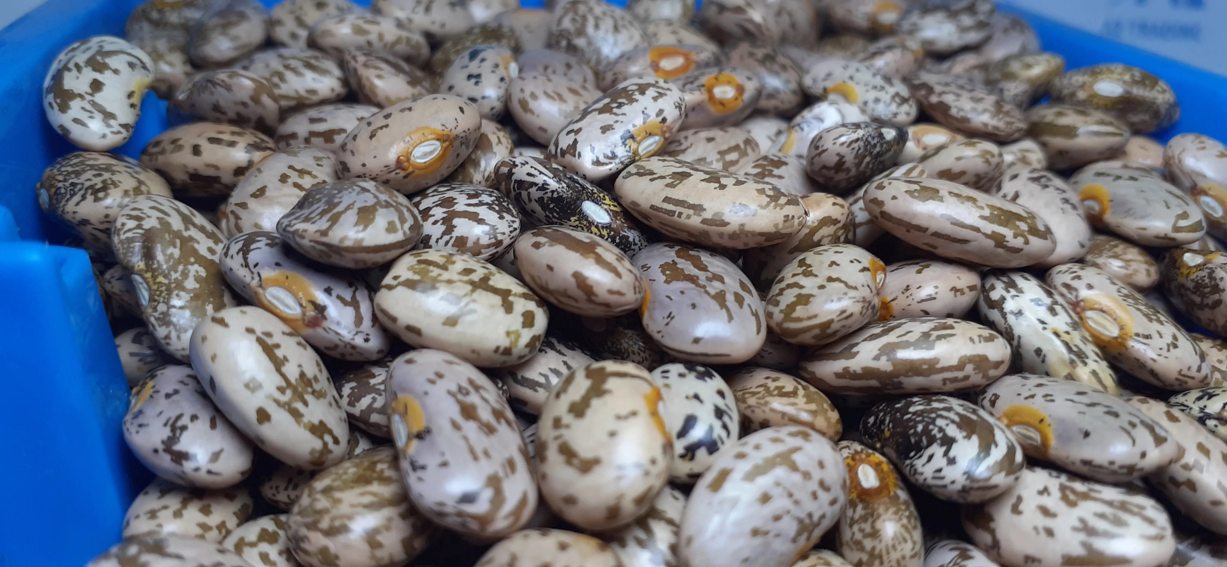 Fresh Style Common Cultivation 0.5 Broken Pinto Beans For Bulk