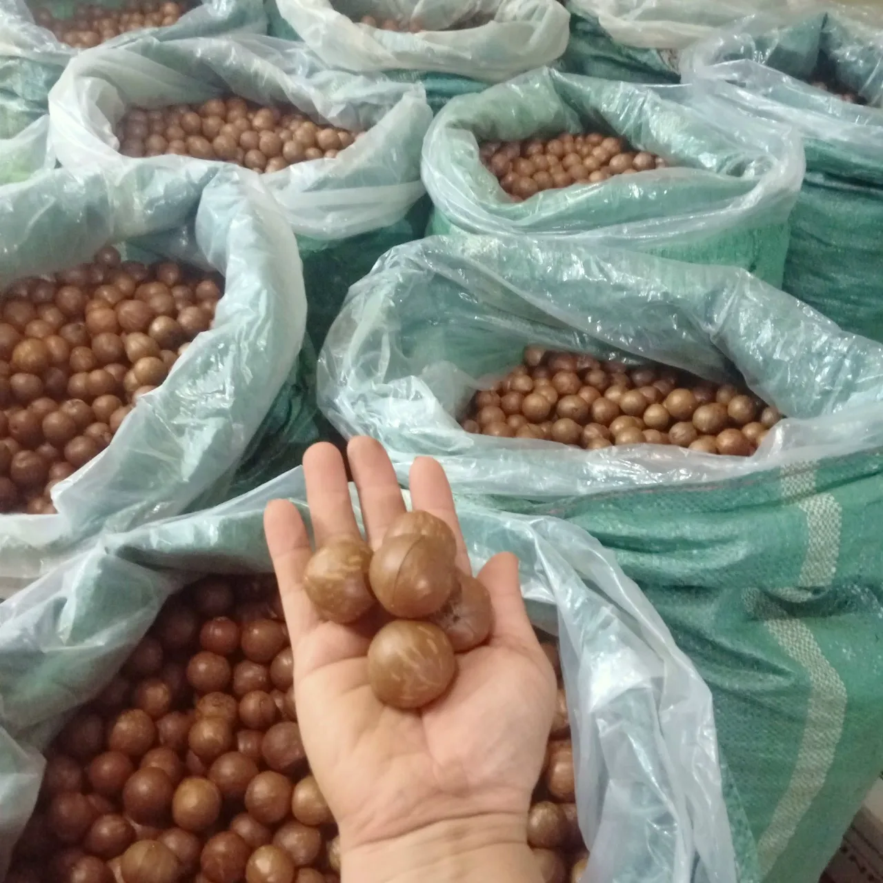 2023 новые орехи макадамия/жареные орехи макадамия в скорлупе