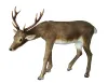 deer 03