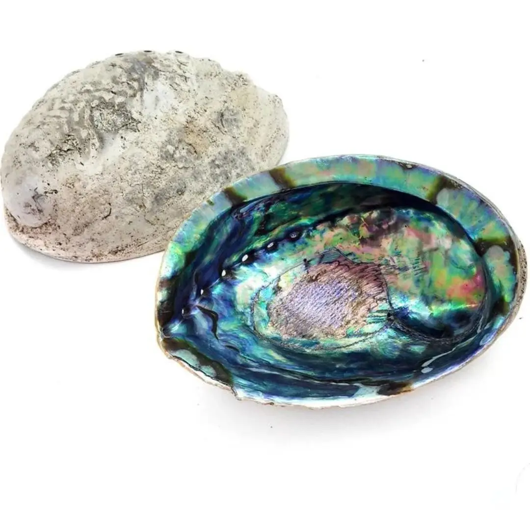 Raw Clean Dry Paua Abalone Shells Blue Green Abalone Shell for Sage Smudging Kits Cheapest Price