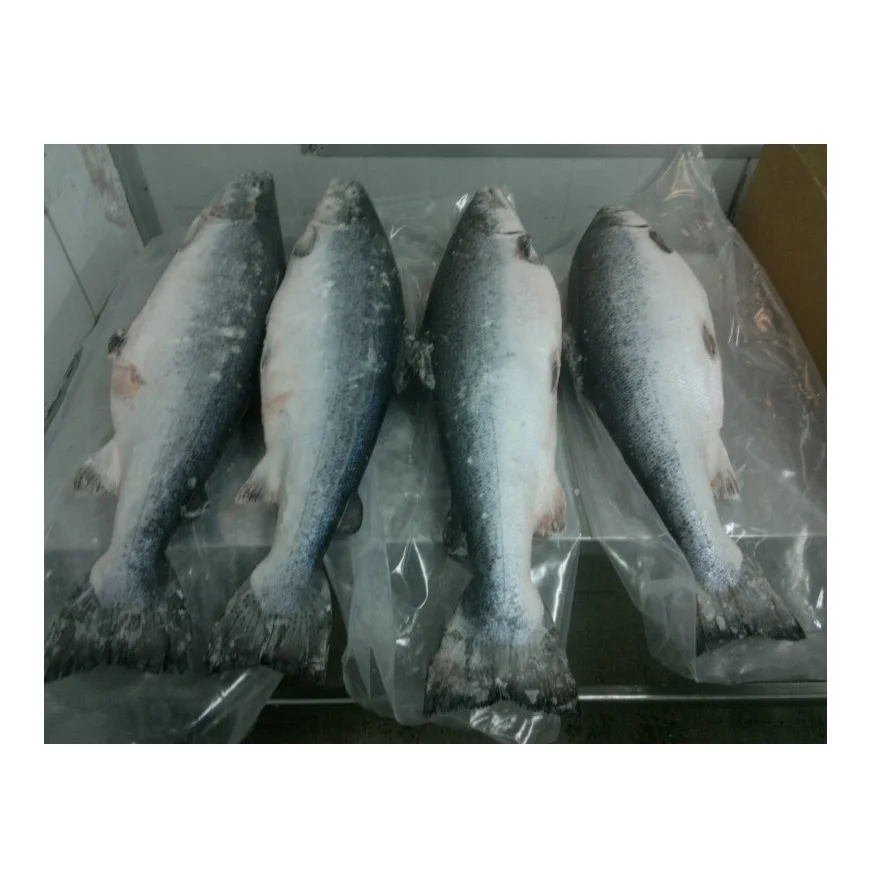 High Quality Frozen Salmon Whole Fish At Cheap Price Manufacturer From