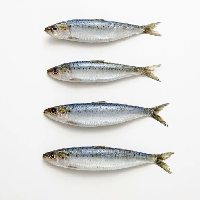 Sardine Fish Frozen Sardines Frozen Good Quality Canned Sardines Buy Sardine For Bait On Sale