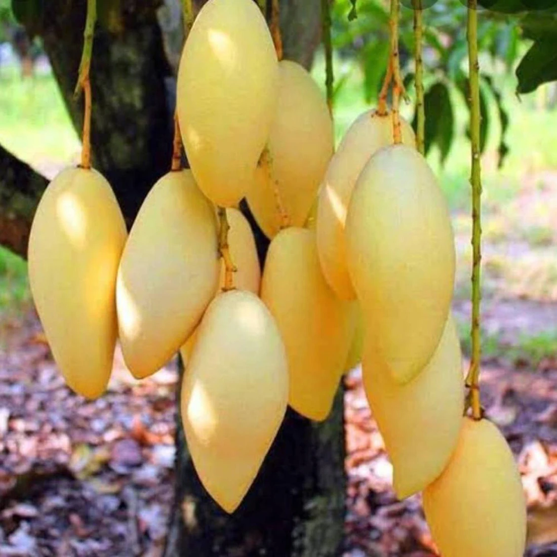 World Best Pakistani Mangoes Pakistan Made Fresh Fruits 2024 High