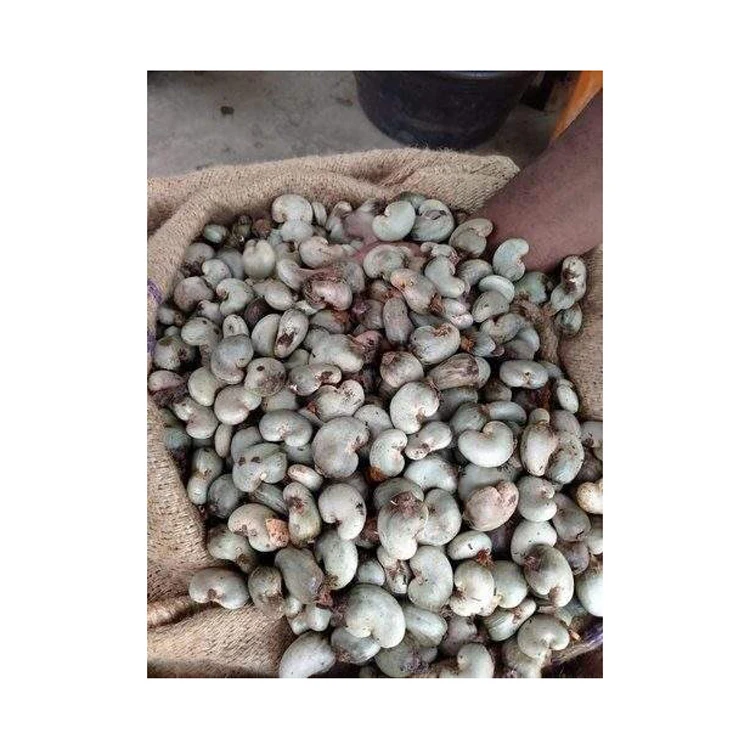 Cheap Price Kernel Organic Quality Cashews Nut Supplier Offers Benin Raw Cashew Nuts In Shell