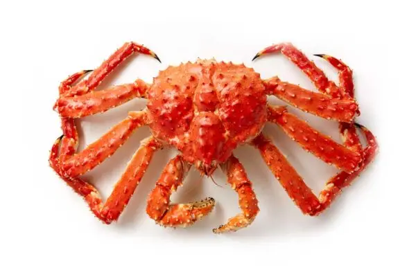 king crab 4.jpg