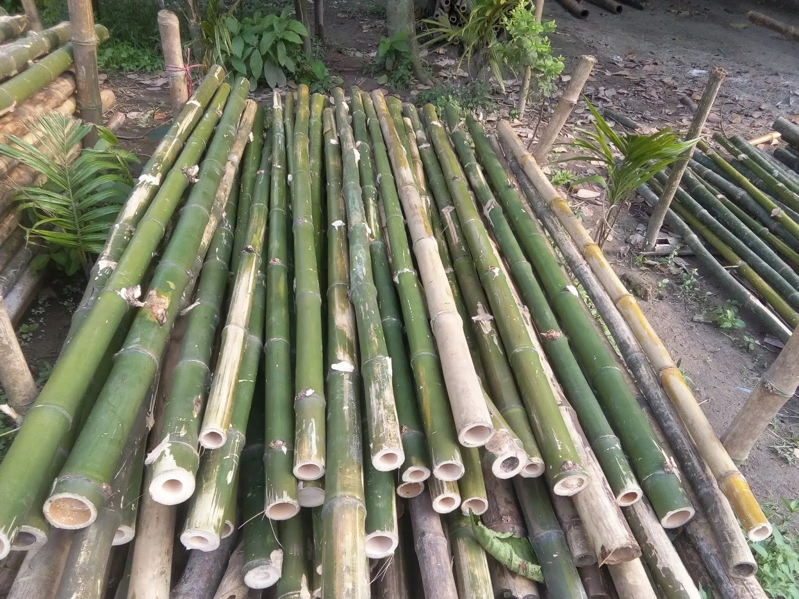 natural bamboo pole/cane/stick/stake-bamboo pole low tax