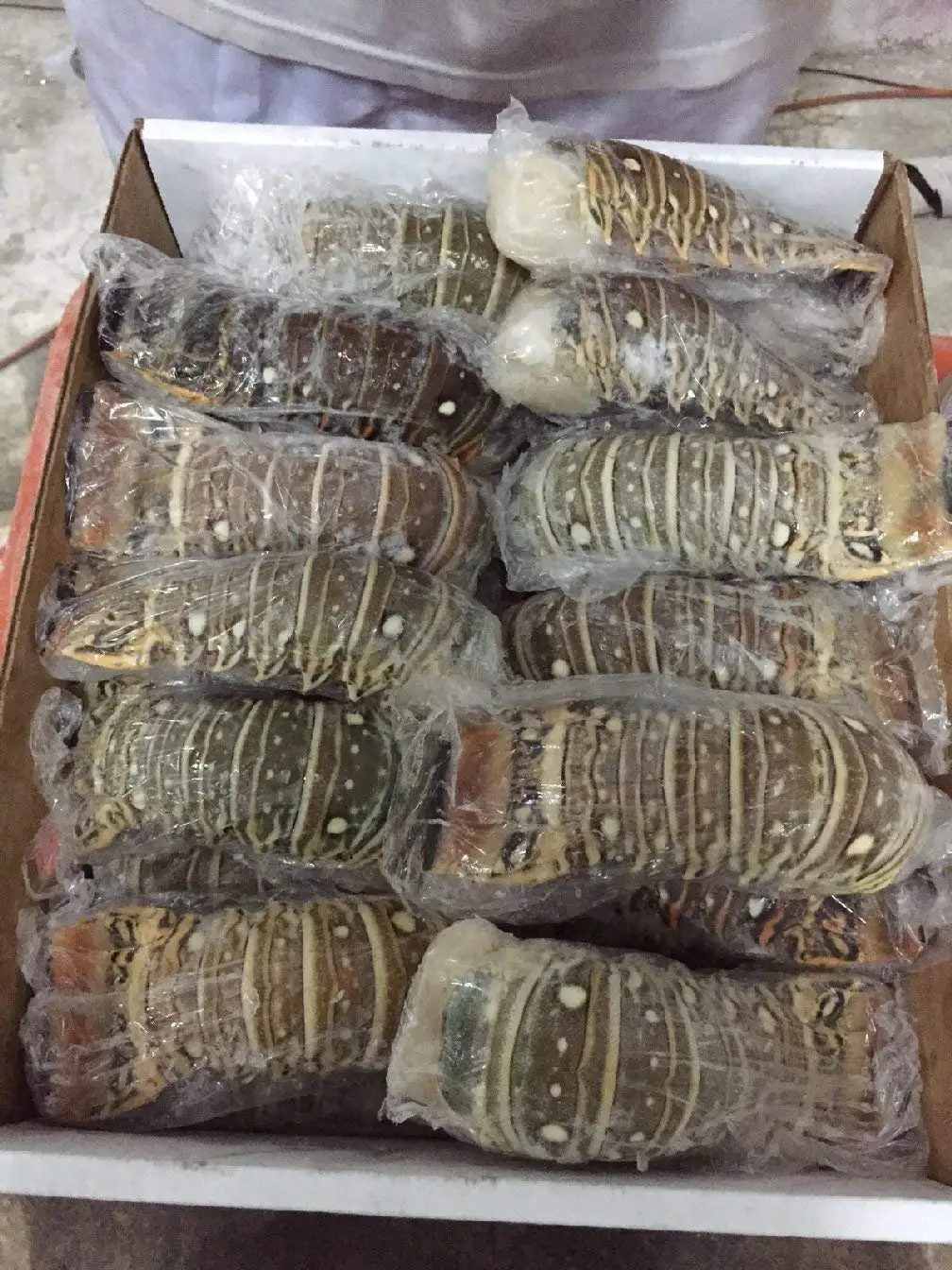 Wholesale Price Fresh and Frozen Lobster for Sale Red Lobsters in Bulk Raw Frozen Lobster Tails Cheap price