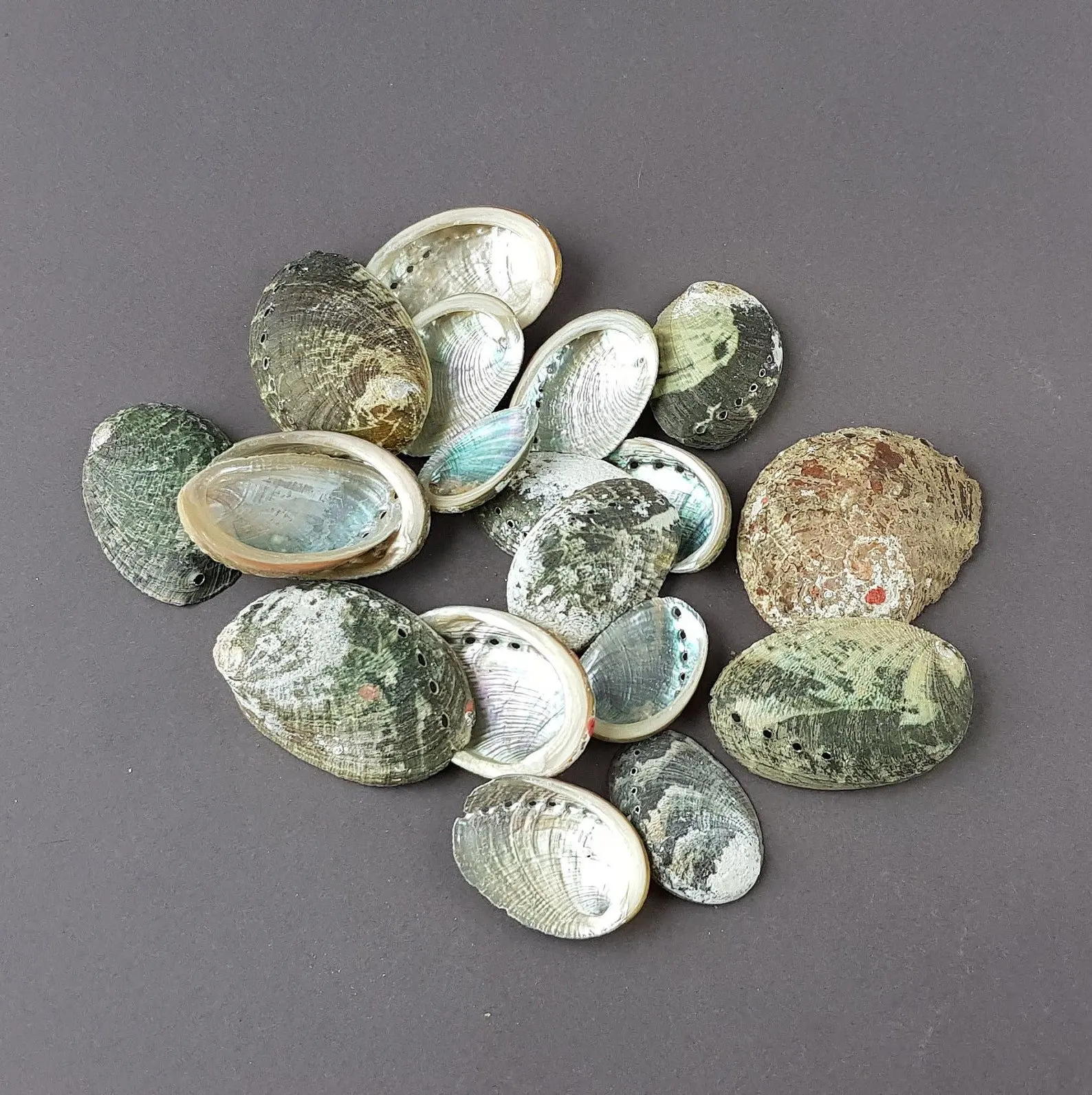 Wholesale White Blue Green Paua Abalone Shells For Craft Making And Sage Smudge Kits Cheap Price