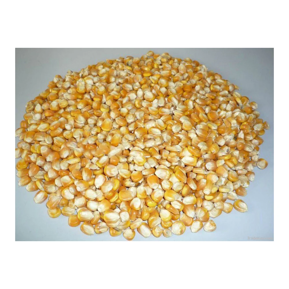 Non GMO Yellow Corn Sweet Corn Yellow Corn Maize for Sale in Bulk