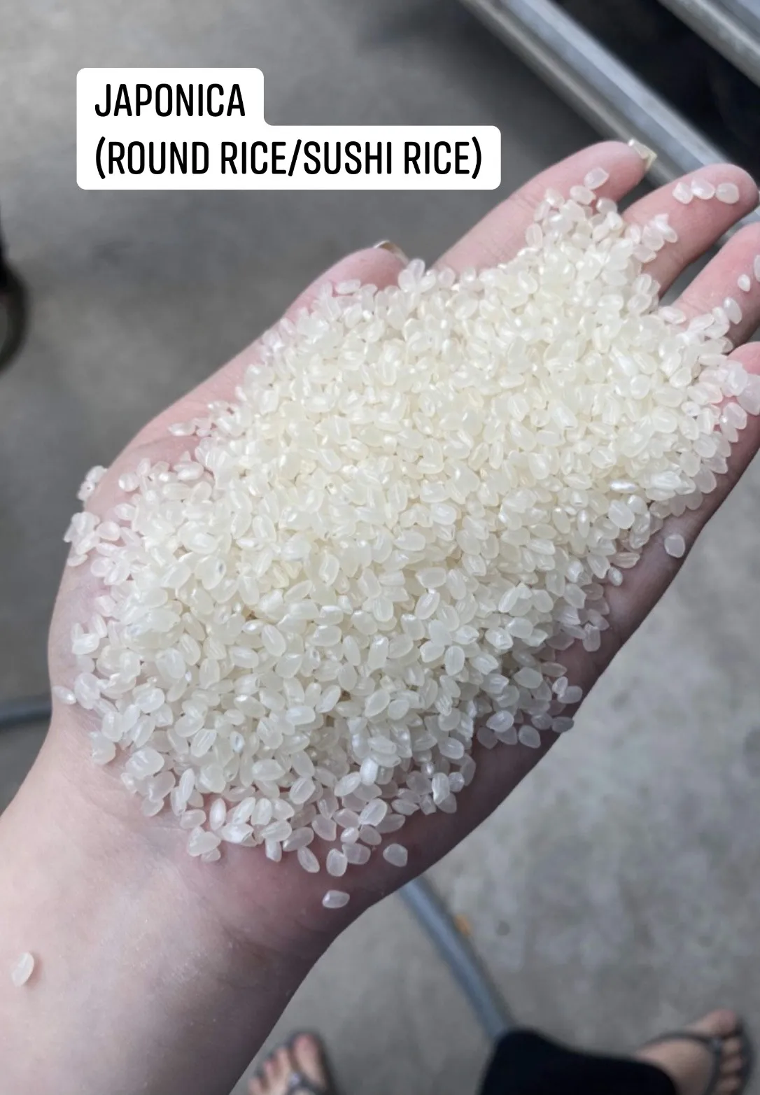 Japonica Short Grain White Rice Packing Brand For Retailer +84