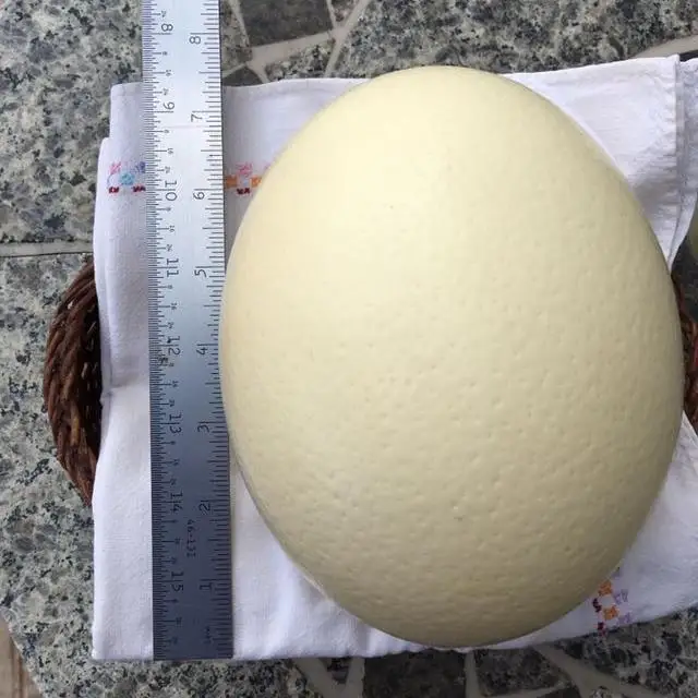 Super Quality Fresh Ostrich Hatching Eggs For Sale Buy Fresh Brown