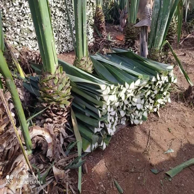 Оптовая продажа сизальных волокон для гипса/гипсовых волос продажи оптом