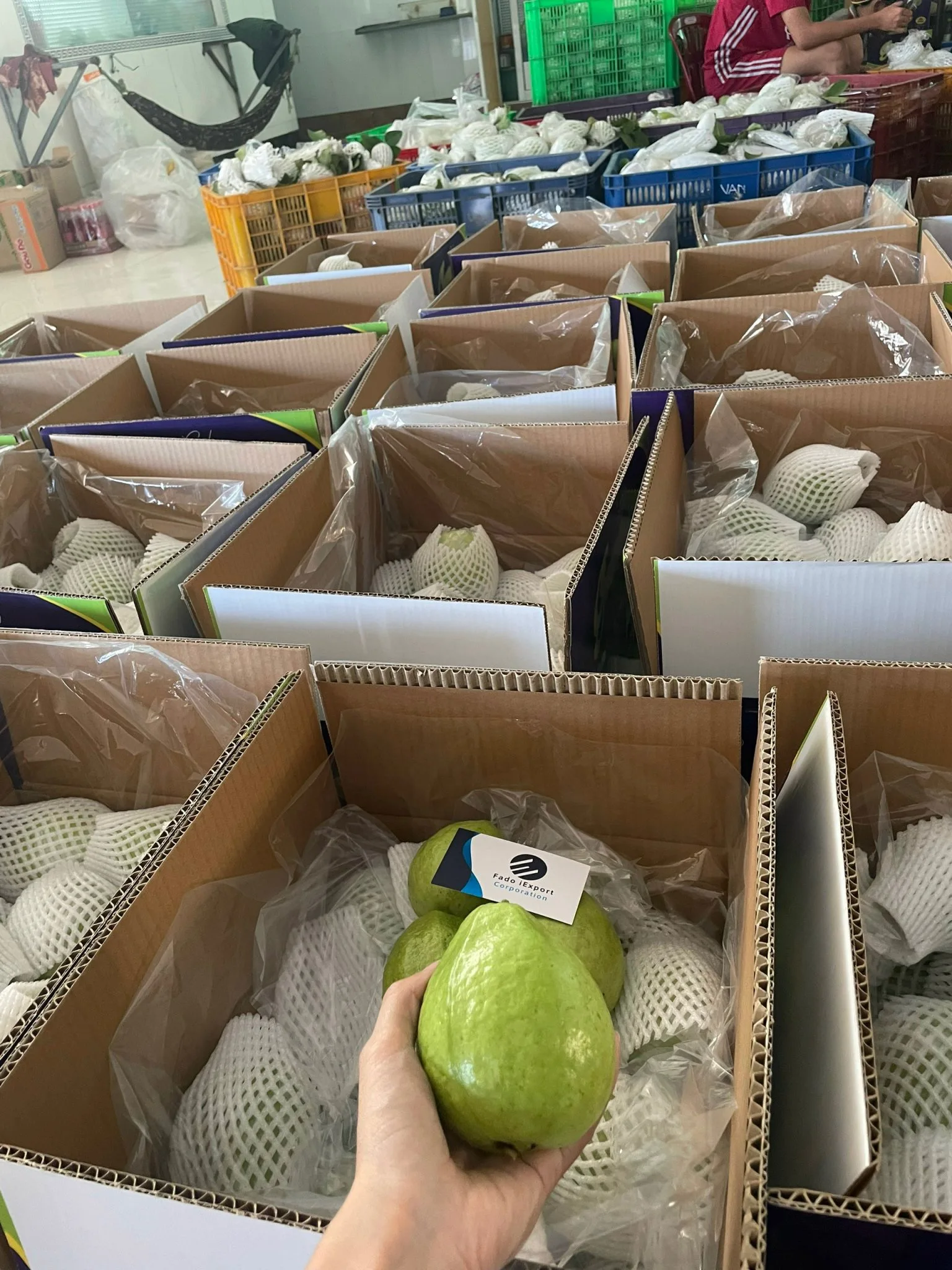 Factory Price 2024 Fresh Guava Vietnam Guava High Quality Green Guava ...