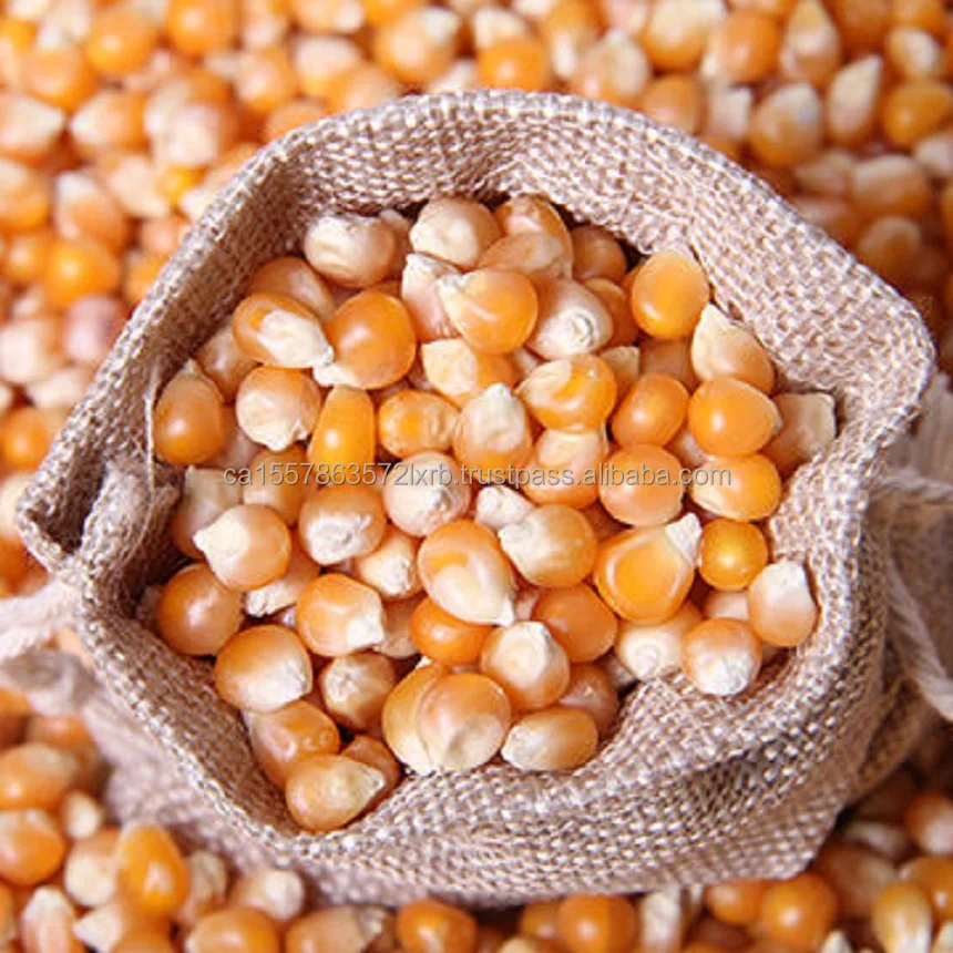 Best Quality Dried Yellow And White Corn Buy Bulk Selling Dried Yellow Corn For Sale Yellow 