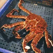 king crab 2.jpg