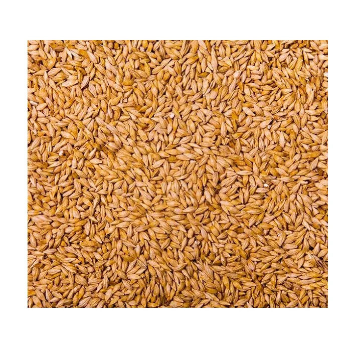 Best Brand Barley Grain Alcohol Beer Production/ Purchase Barley Grain