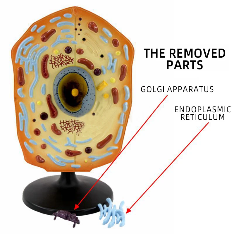 product teaching resources medical science animal cell model-5