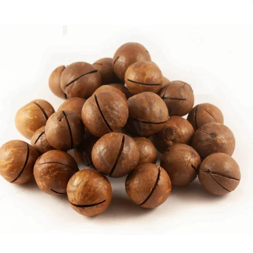 Wholesale 500g Raw & Roasted Macadamia Nuts  Premium Macadamia Kernels