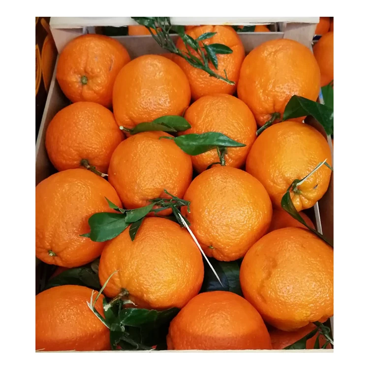 orange 9.jpg