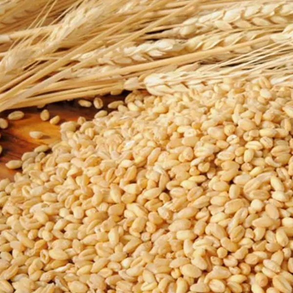 Wheat-Tukada-600x600.jpg