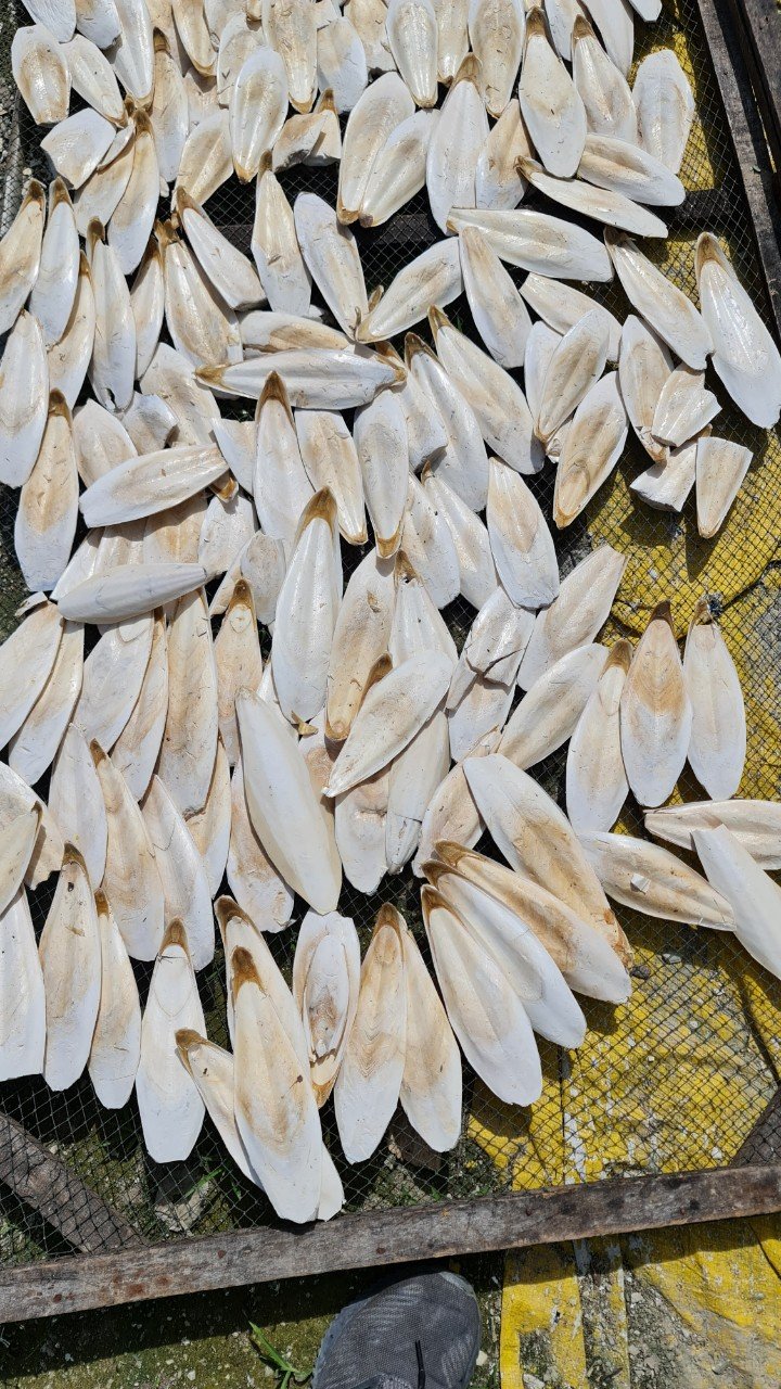 Premium Dried Cuttlefish Bone Wholesale Seafood High Quality Lowest