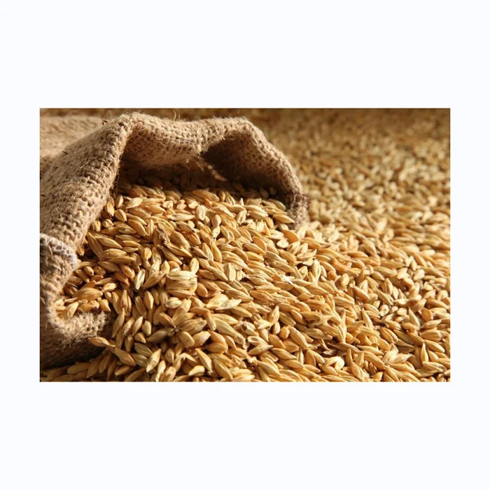 Bulk Malted Barley,Barley Grain Ready For Export Buy Top Quality