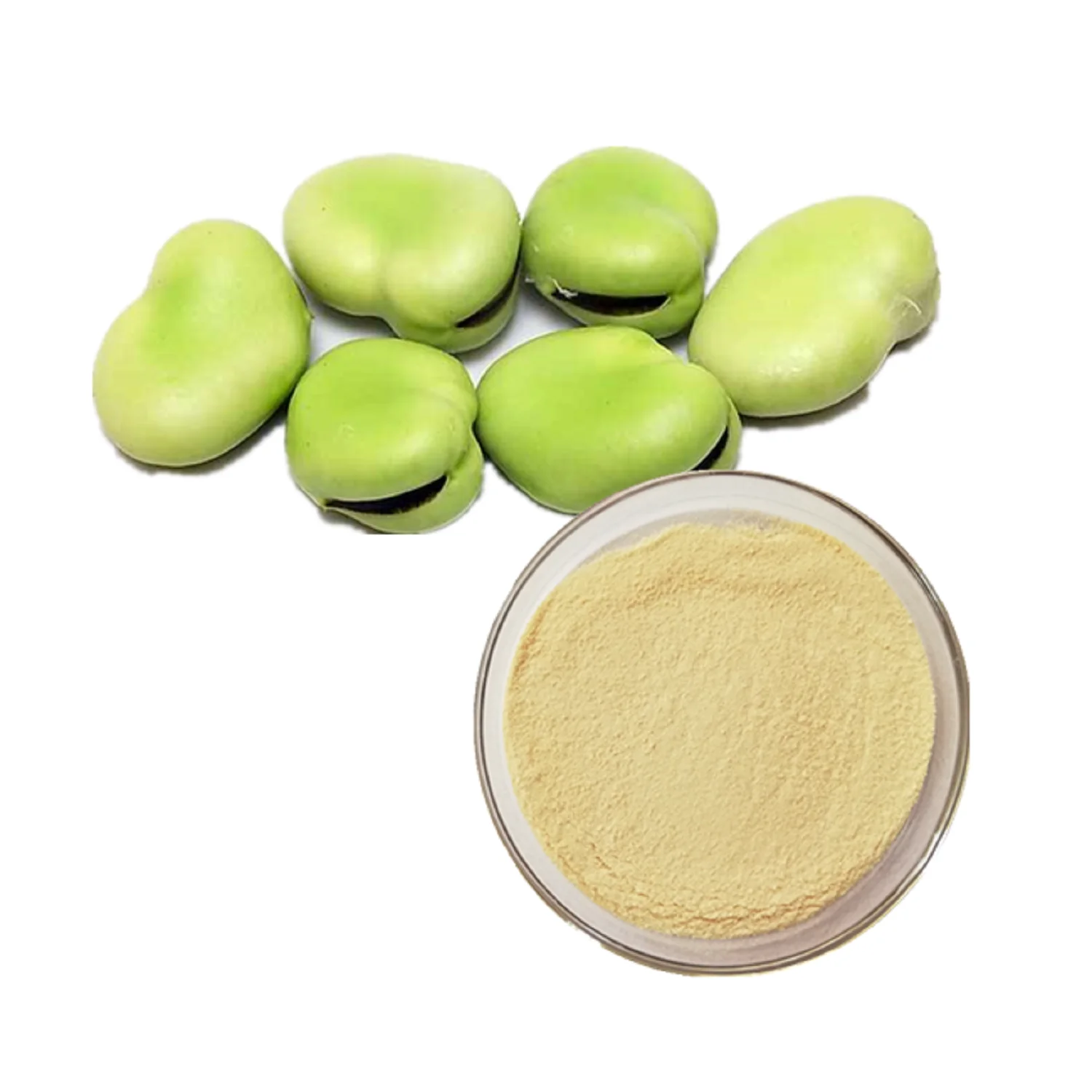 2023 Crop Broad Beans Green Color Fava Beans 70-80 USA Origin