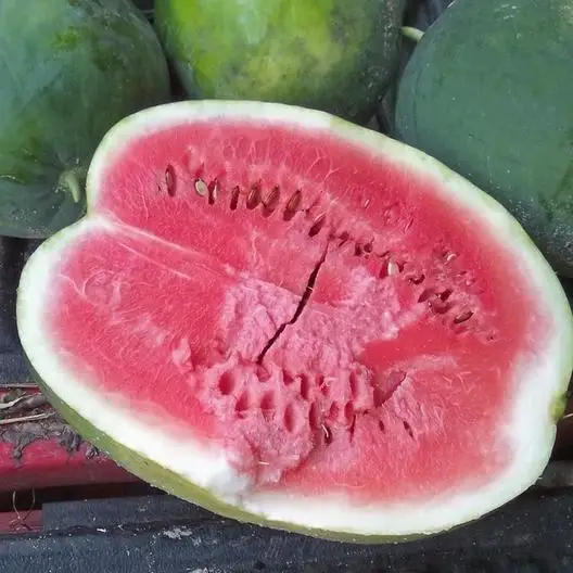 High Quality Fresh watermelon Best Price