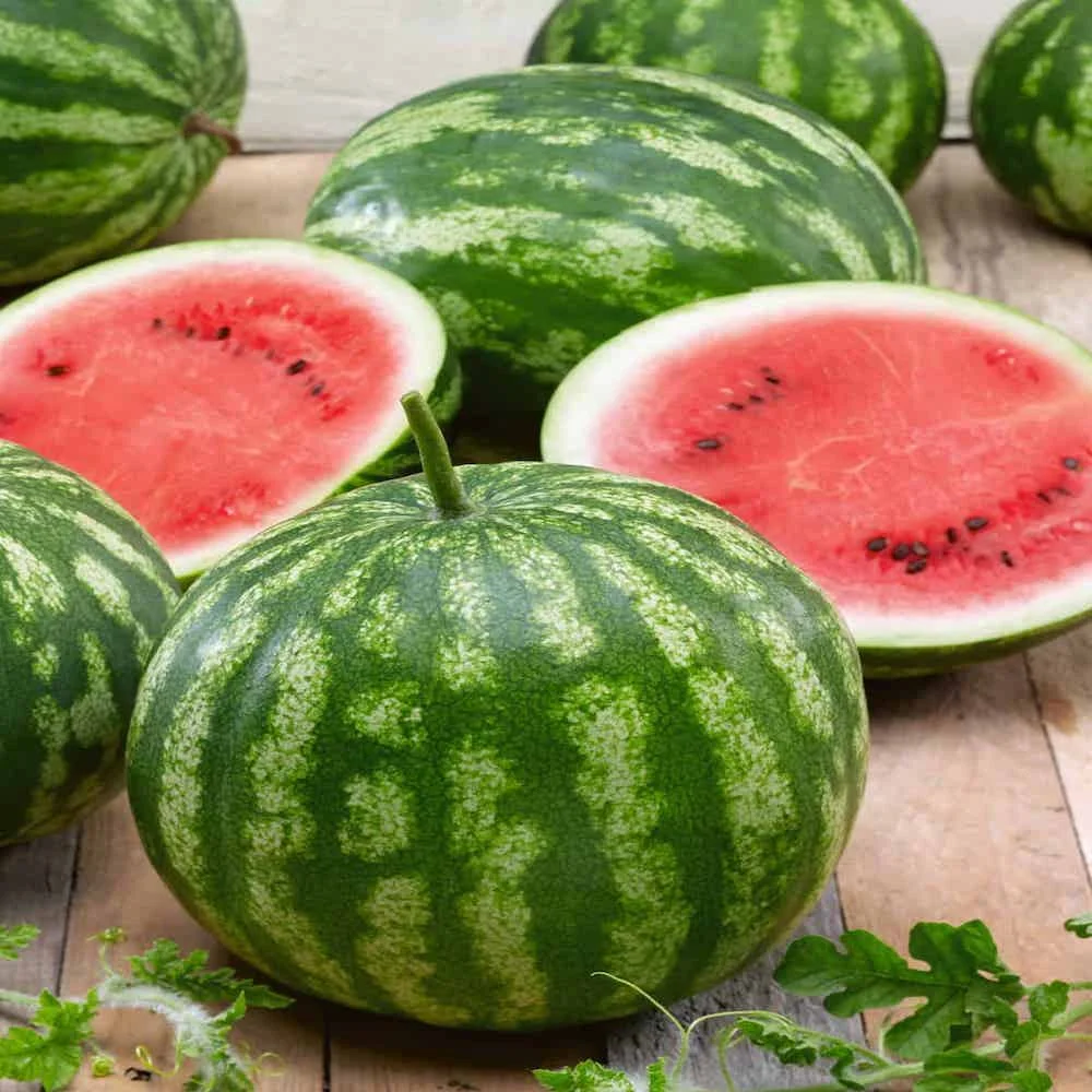 High Quality Fresh watermelon Best Price