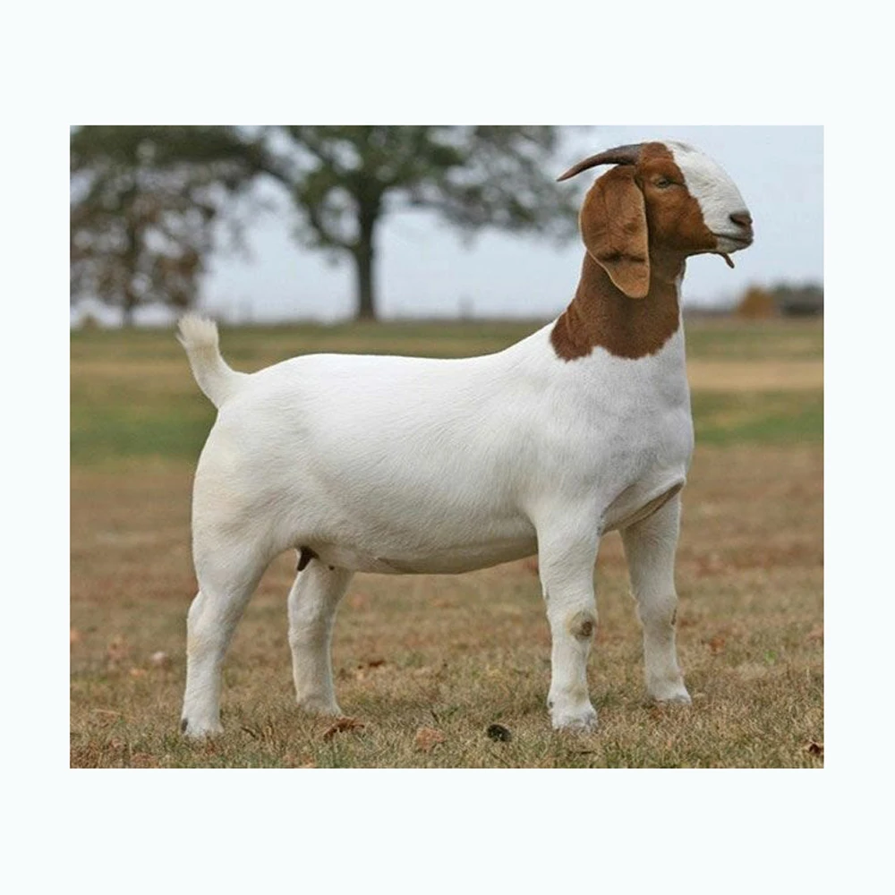 High Quality Boer Goats / Saanen Goats / Anglonubian Goats Buy High