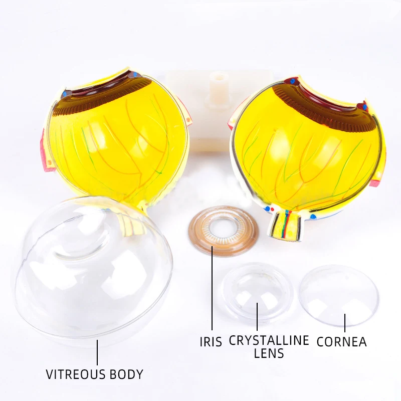 product teaching resources medical science human eyeball model-6