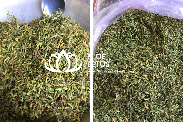 Pickled Fresh Male Papaya Flowers Male Dried Papaya Flowers Papaya