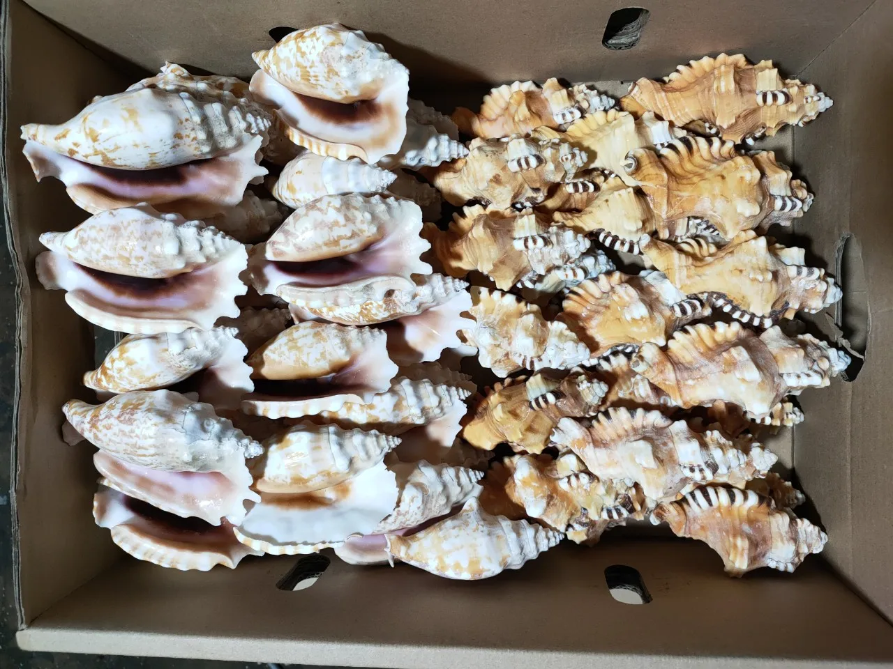 Sc Shaped Shell BEST 2024 Vietnamese Seashell and Snail Shells Products Used As ...