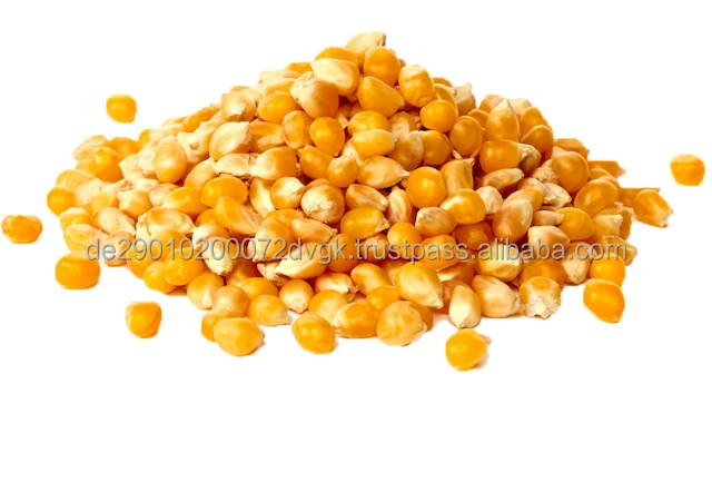 Yellow Corn 1.jpg
