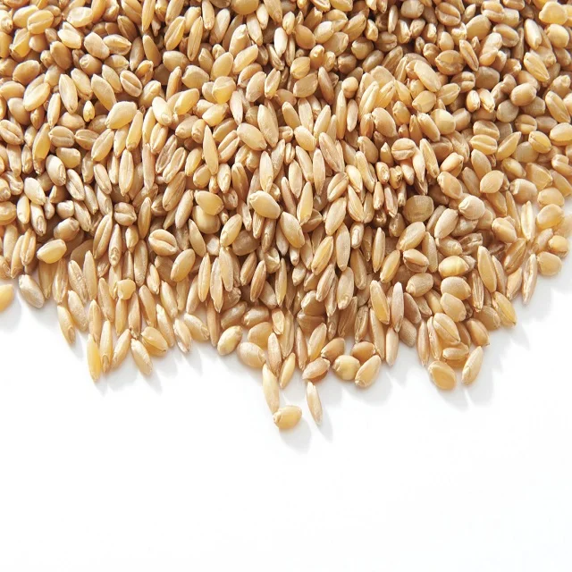 Цельное пшеничное зерно. Цельная пшеница. Сухое зерно. Пшеница 3 класс. Пшеница дурум.