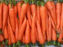 High Quality Carrots/ Wholesale Fresh Red Carrot Organic Fresh Carrots for Sale