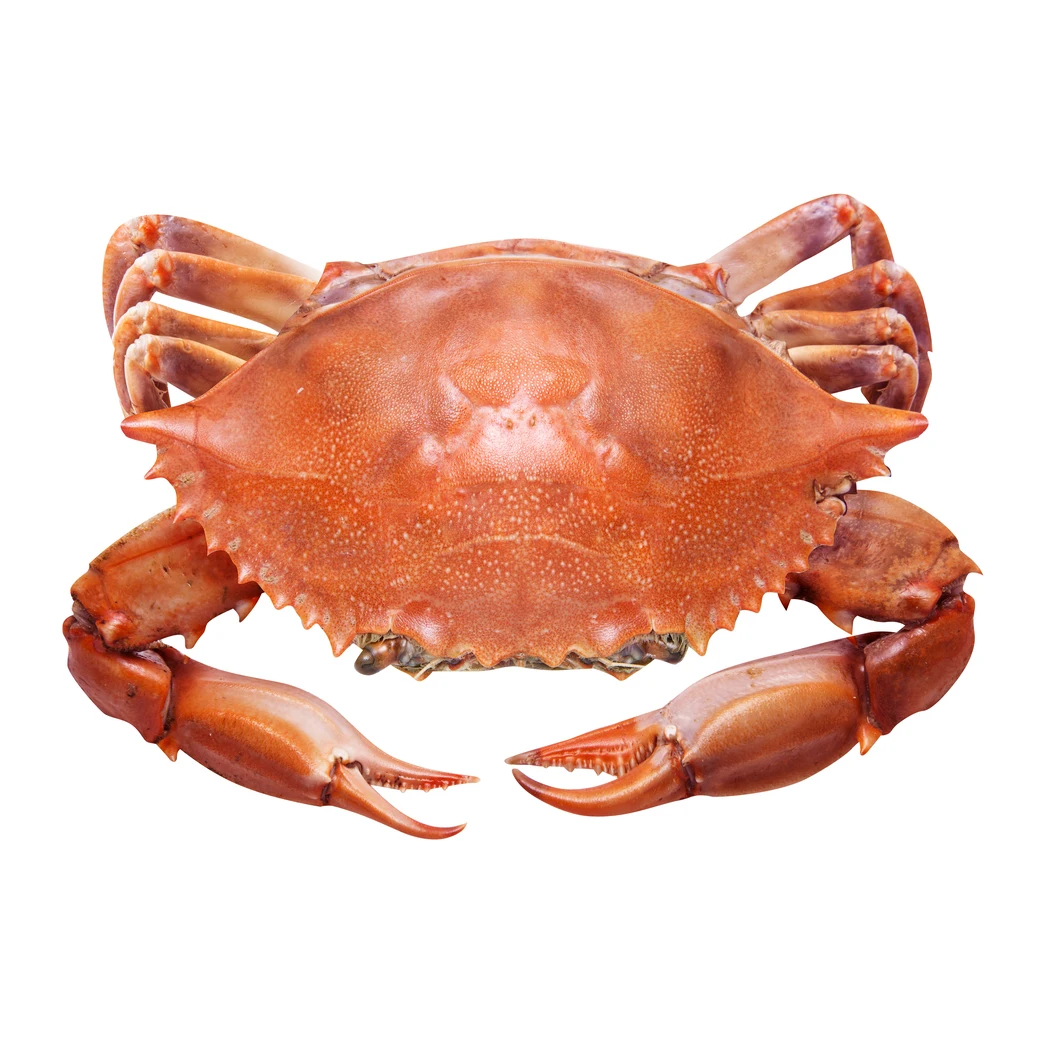 Fresh Red King Crab Fresh/frozen/live Red King Crabs - Buy Soft Shell ...