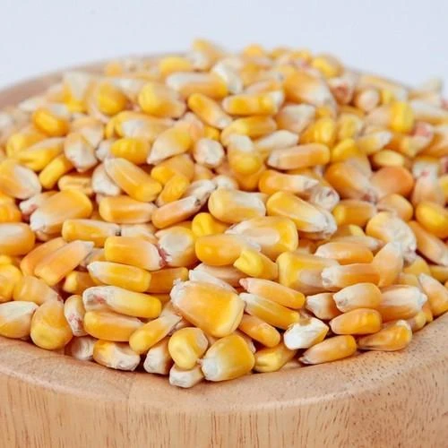 Yellow Maize,Dried Yellow Corn,Popcorn,White Corn Maize For Sale / Non