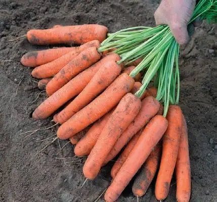 Organic Fresh Carrots Wholesale Bulk Washed & Graded 10kg Mesh Bags Orange/Red Ready to Use for Export in Competitive Price