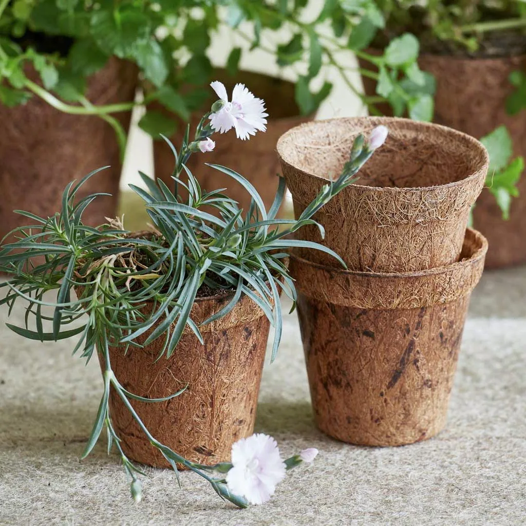 best indoor plants for oxygen and clean air Buy Best 6 Air Purifying Indoor Plants Pack online from Nurserylive at  lowest price