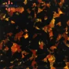 Tortoiseshell Series