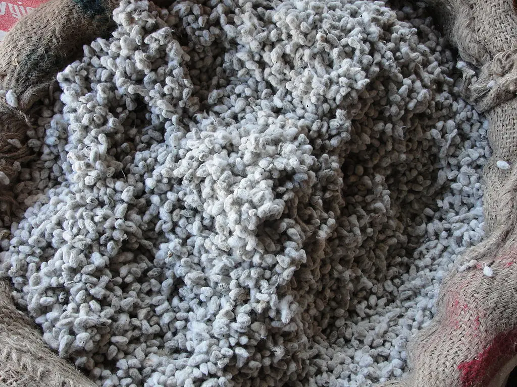 Bulk Cotton Seed Organic Wholesale Organic Cotton Seed